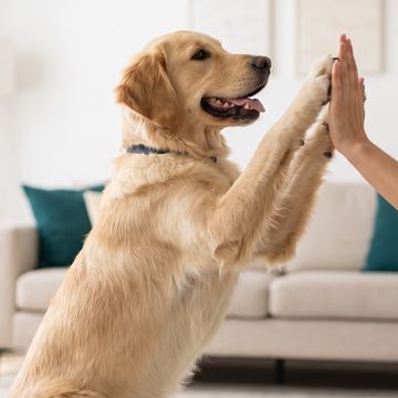 Golden retriever giving a high five